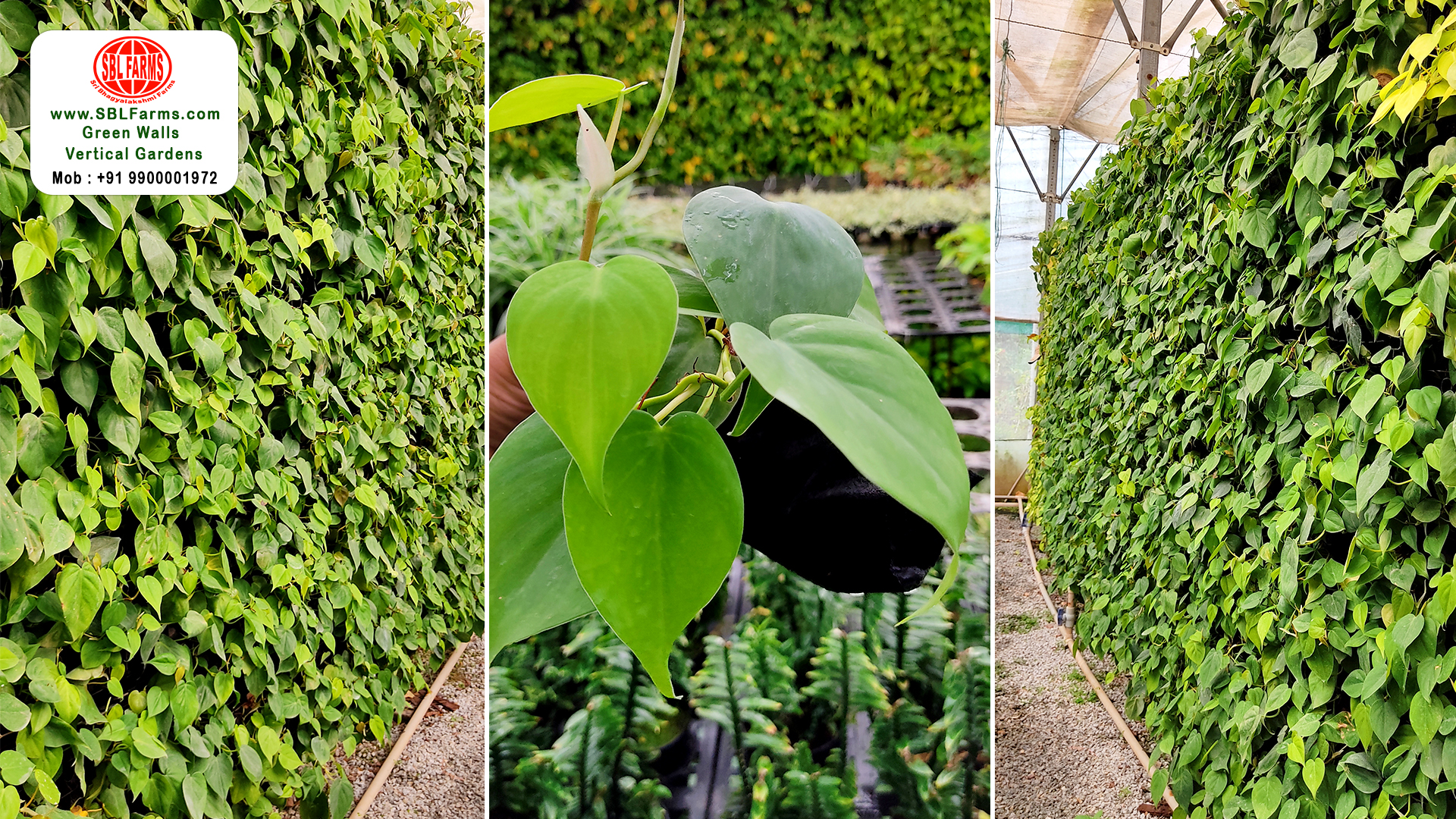 Sbl Farms Green walls and Living walls, Vertical Garden, Bio Curtains